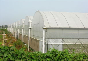 GLP625型薄膜连栋大棚特价供应 价格、厂家与图片全解析