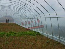 重庆明万蔬菜温室大棚 薄膜技术的应用与效益分析