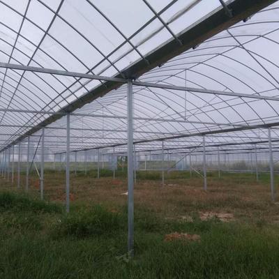 齐帝薄膜连栋大棚 现代农业科技下的有机果蔬种植典范