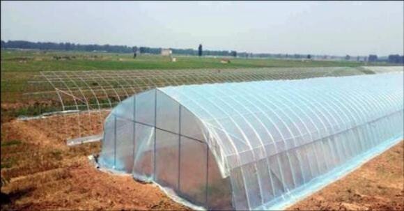 温室大棚薄膜选择指南 从材质到性能的全方位解析