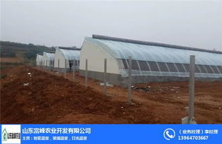 菏泽日光温室 富峰农业的科技绿色新篇章